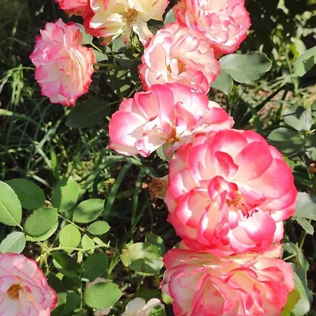 Meta Nad Morzem Pogórze