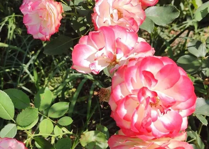 Meta Nad Morzem Pogórze